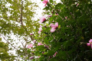 栃木・那須「茜庵」宿泊レポ｜離れ客室
