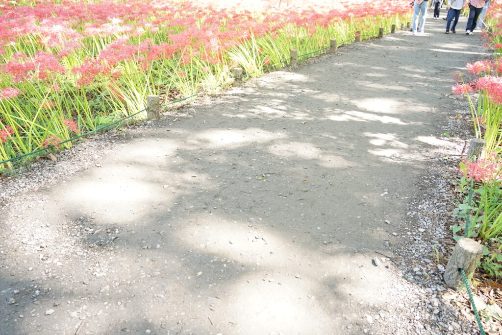 巾着田曼珠沙華まつり・道の写真